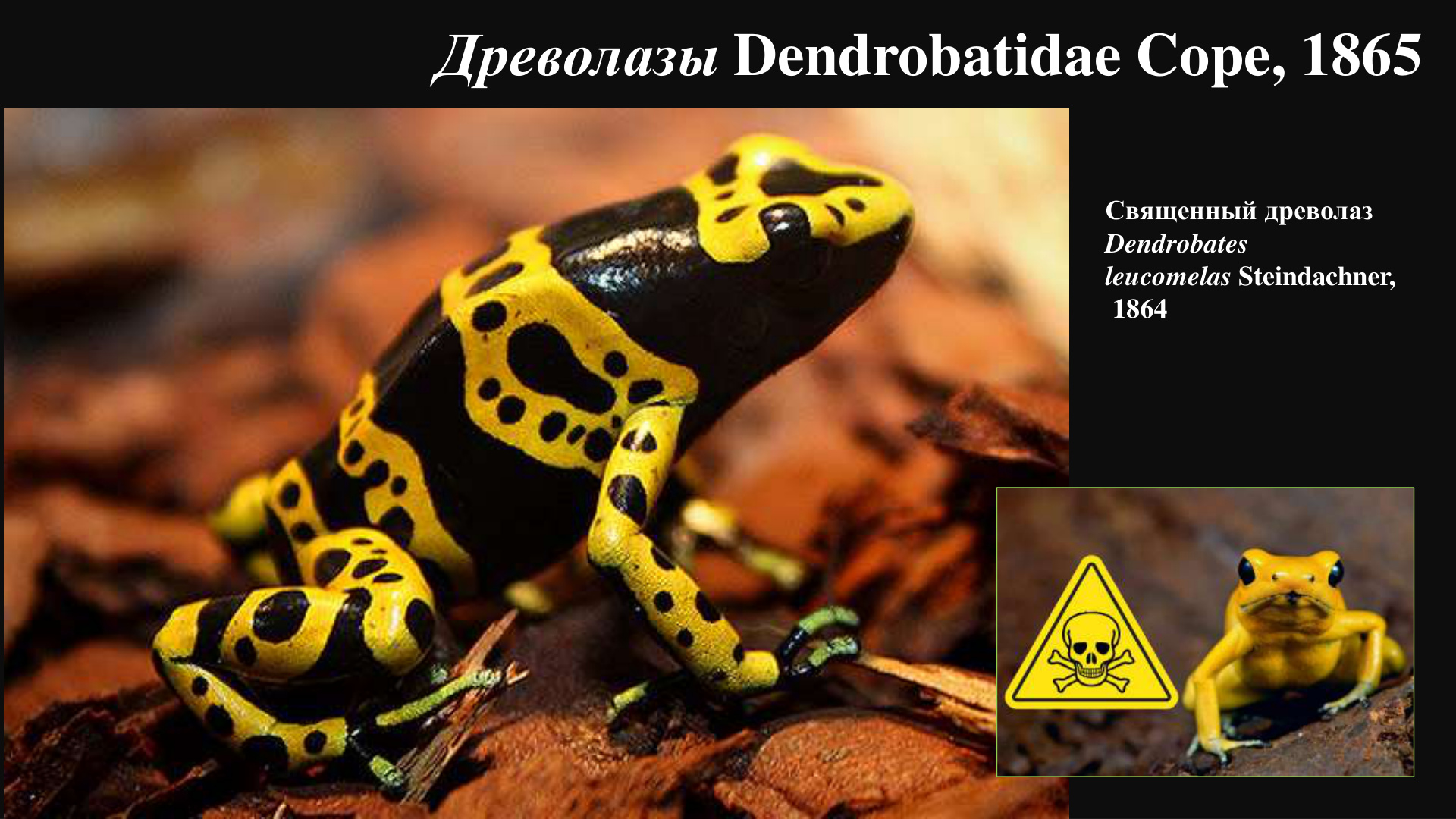 Древолазы Dendrobatidae: перенос и защита потомства