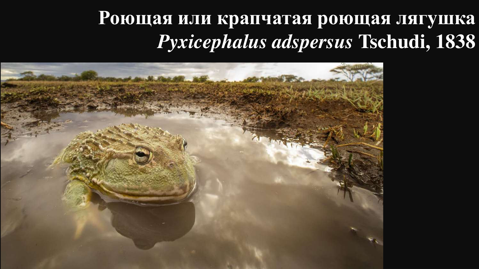 Роющая лягушка Pyxicephalus adspersus